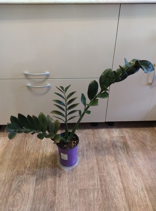 Комнатные цветы продажа