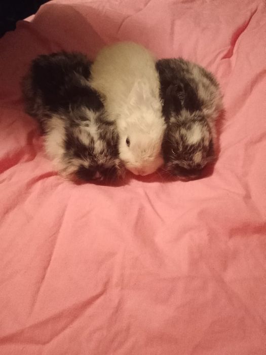 Декоративные кролики