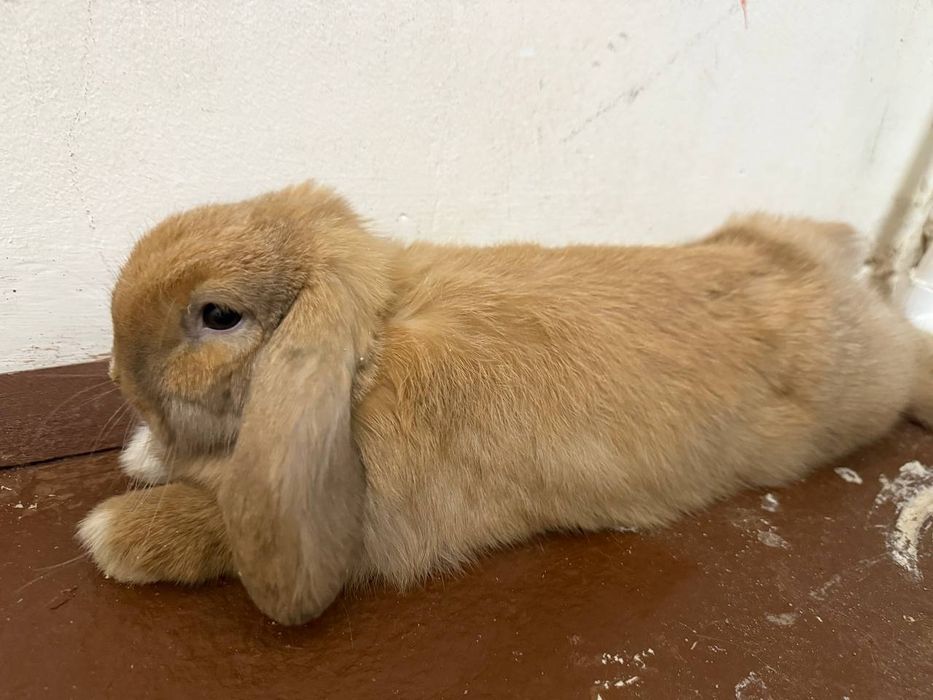 Quyonlar oq rangi Angliya jigarrangi Shvetsiya zottor quyonlar 100 $