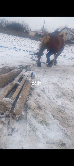 De vânzare armăsar