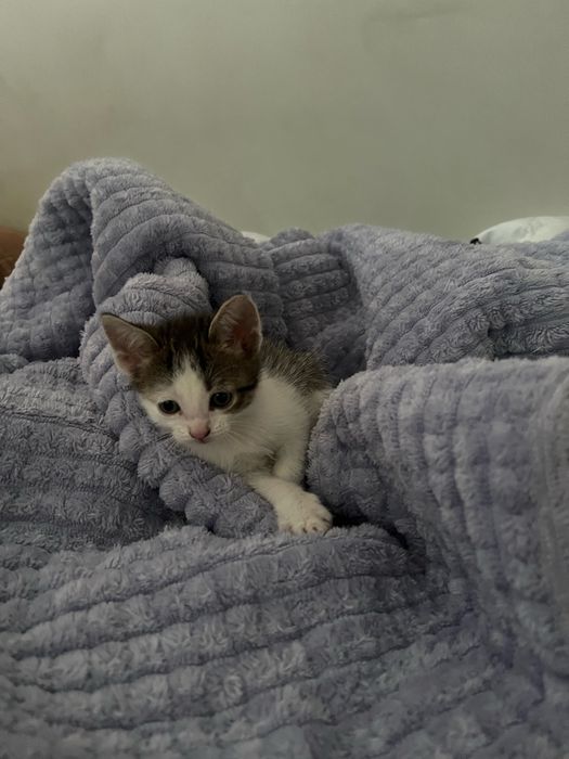 отдам котят 2 мальчика 2 девочки