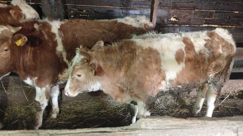 Продам быки и корова с теленком