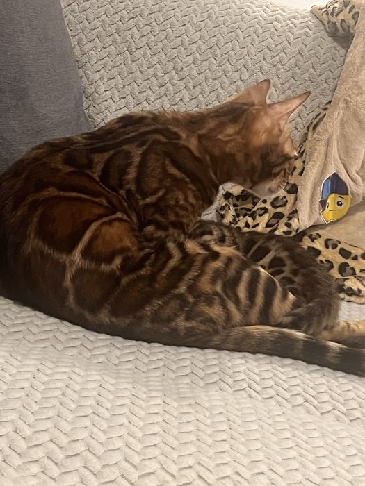 Pisica rasa bengal