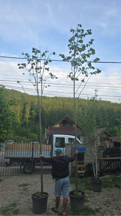 Mesteacan / Tei / Paltan / catalpa