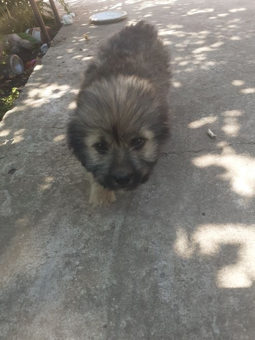 Donez 4 catelusi ,jucausi,daca va intereseaza  dati mesaj pe OLX sa aflati mai multe detalii.