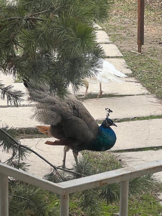 Индийский павлин самец