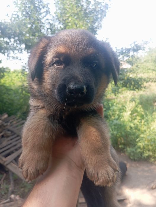 Продам немцев! Без доков