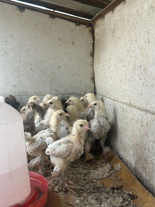 Продам цыплят Брама