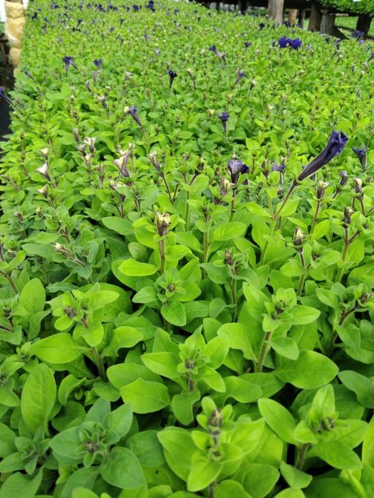 Продажа цветов петуния