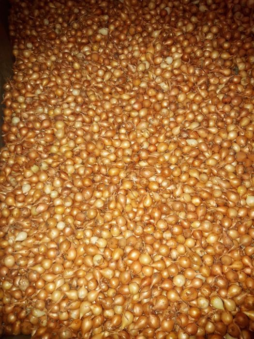 Arpagic galben stuttgarter