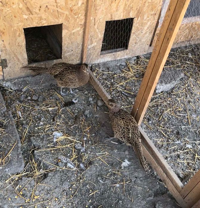 Ouă pentru incubat fazani comuni