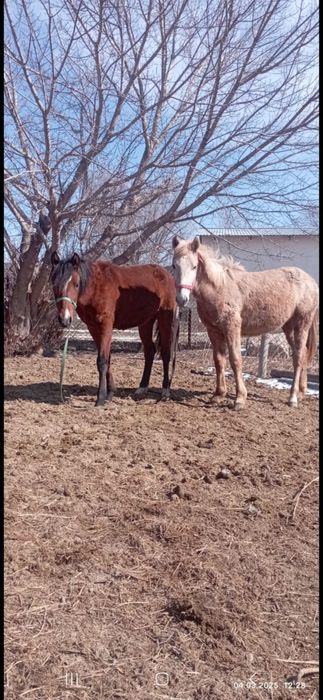 Ургашы тайлар 310 мыннан