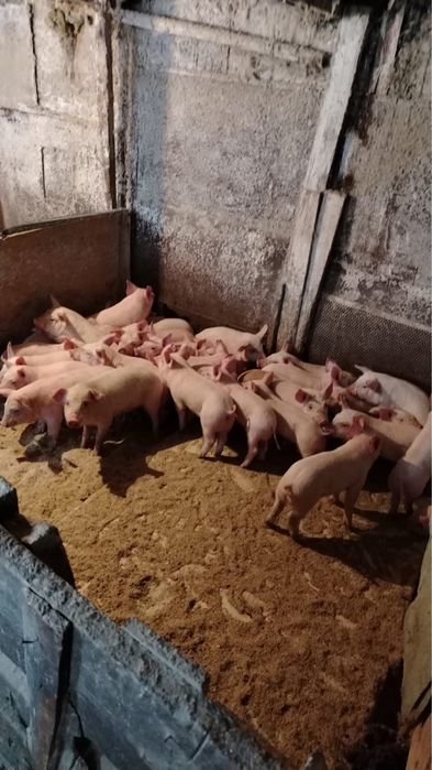 Продам поросят куринесушек