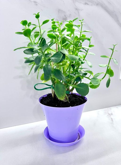 Каланхоэ 3 в 1 цветочка