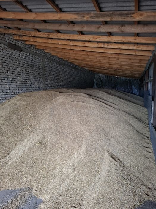 Продам ячмень сорт Вакула