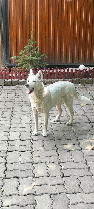 Собака молодая Хаски