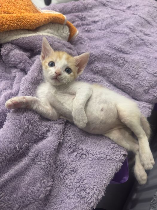 Котенок  родители сфинкс