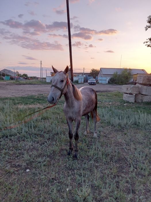 Продам жеребца или обмен