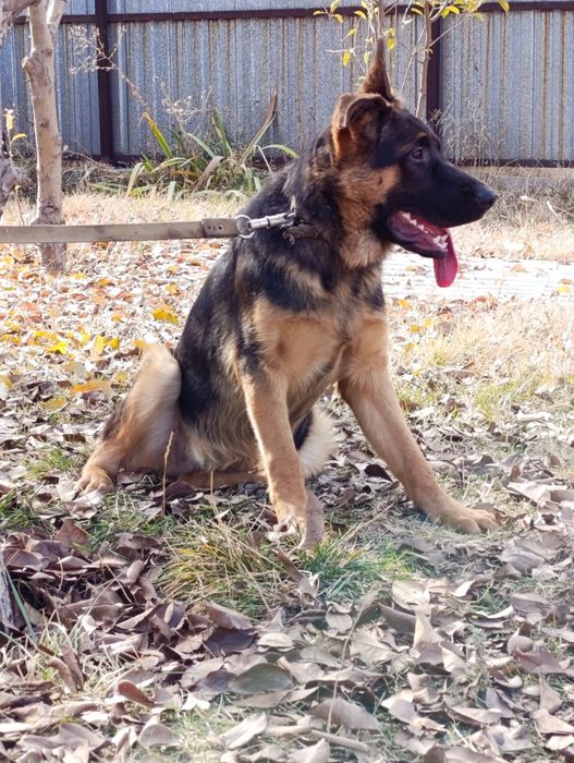 Продается немецкий овчарки щенки