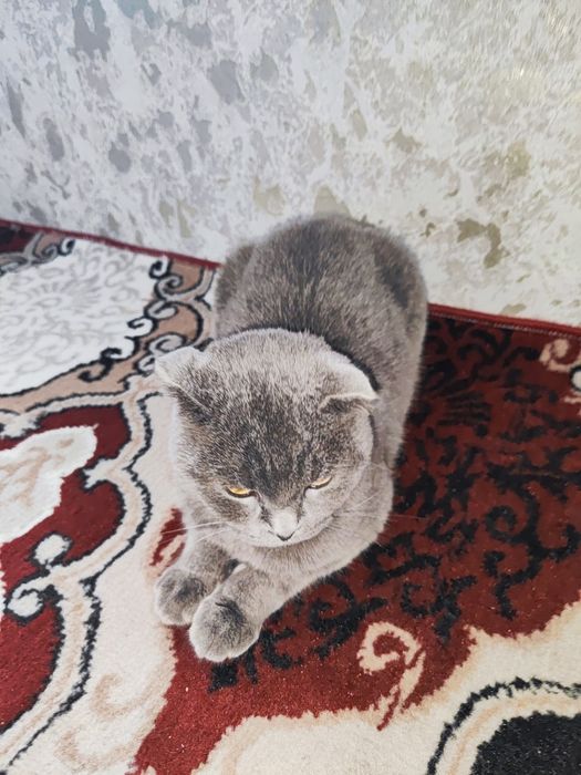 Zotdor mushuk sotiladi