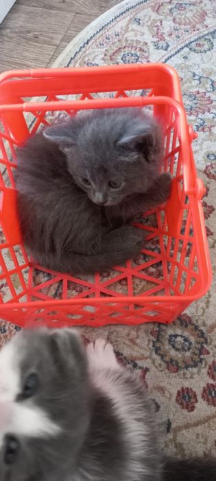 Котята британцы короткошерстные