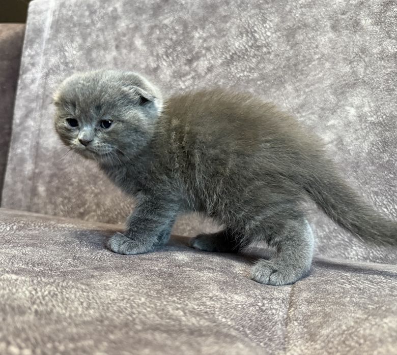 Котята Скоттиш фолд