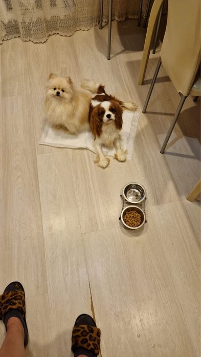 Девочка с полным пакетом документов в разведение