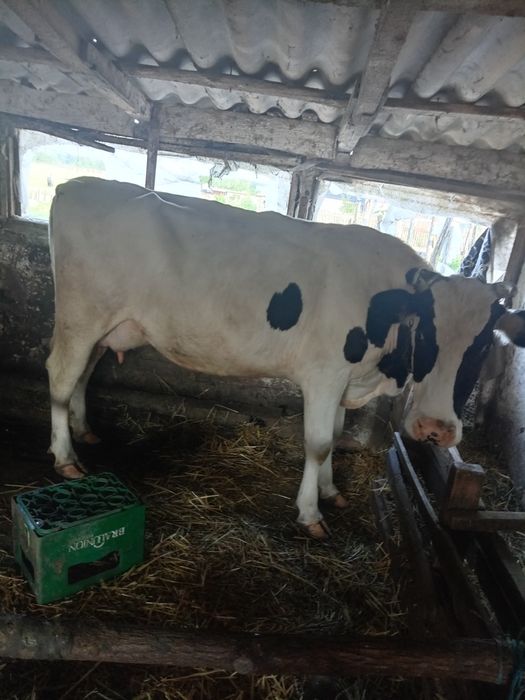 VACI DE Lapte Rasa buna