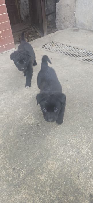 Подарявам кучета Немски овчарки-каракачнки