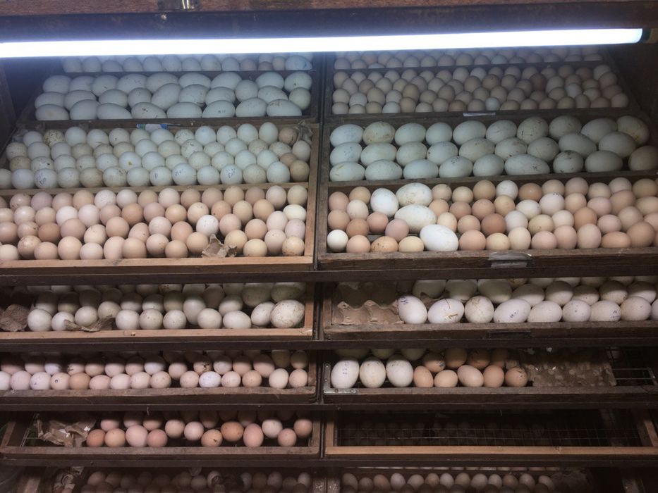 Inkubatorda jo'ja ochiramiz xar xil tuxumlardan