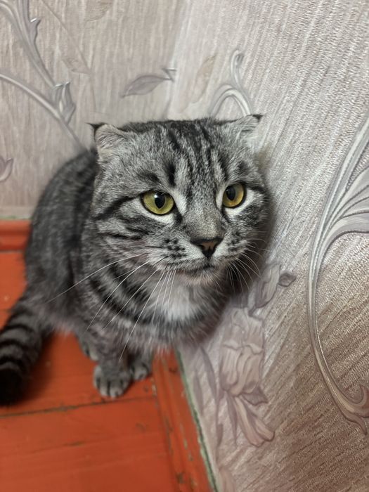 Шатландық мысық