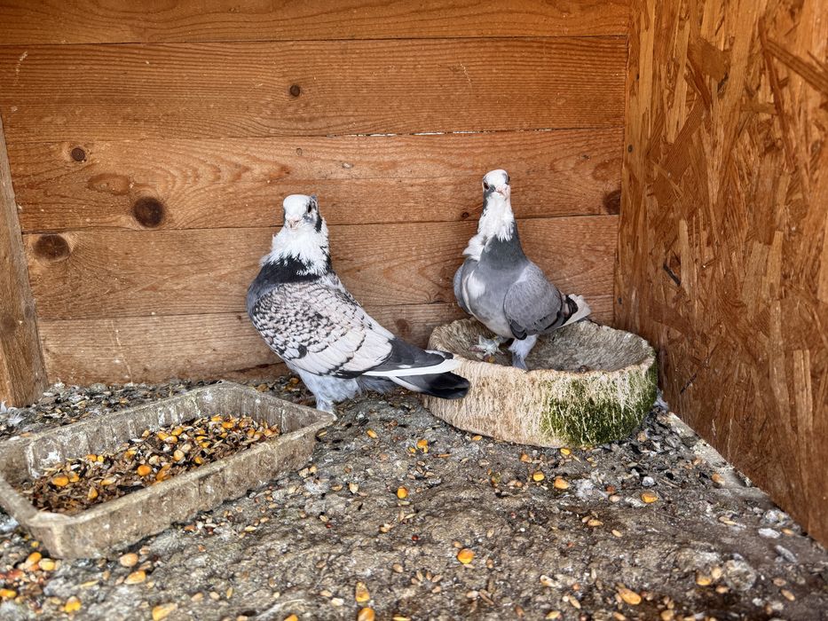 Pereche porumbei misirli