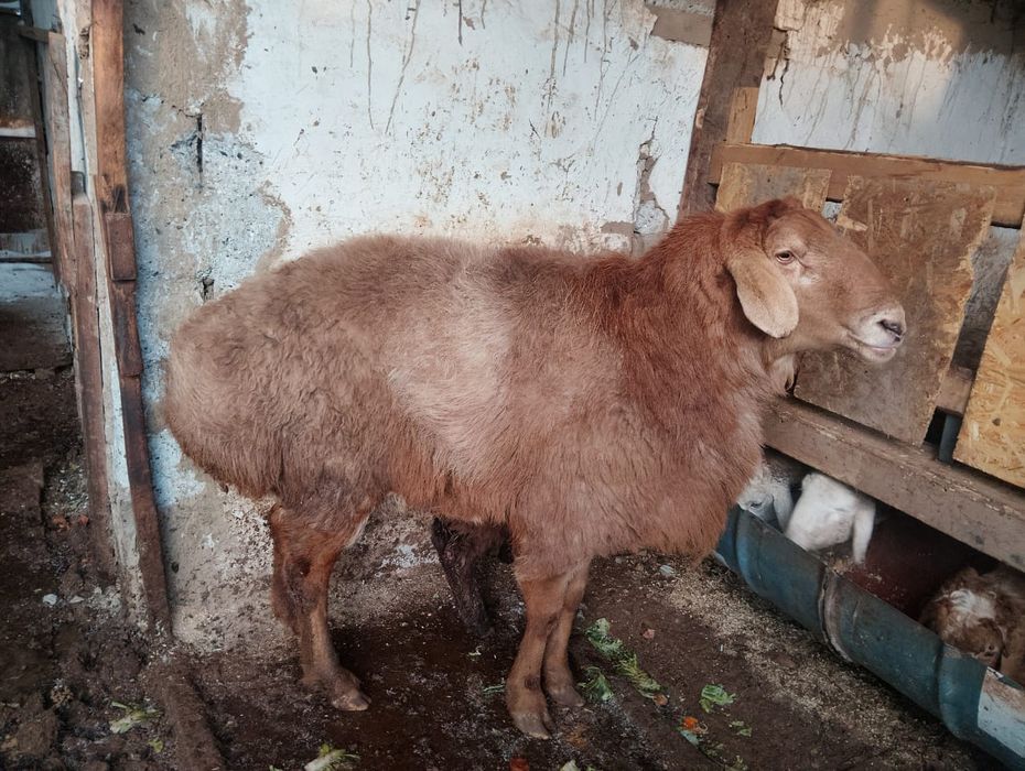 Кой ( порода ЕДЫЛБАЙ)