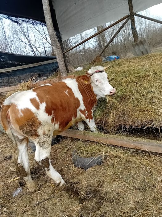 Vând Vitică gestată românească