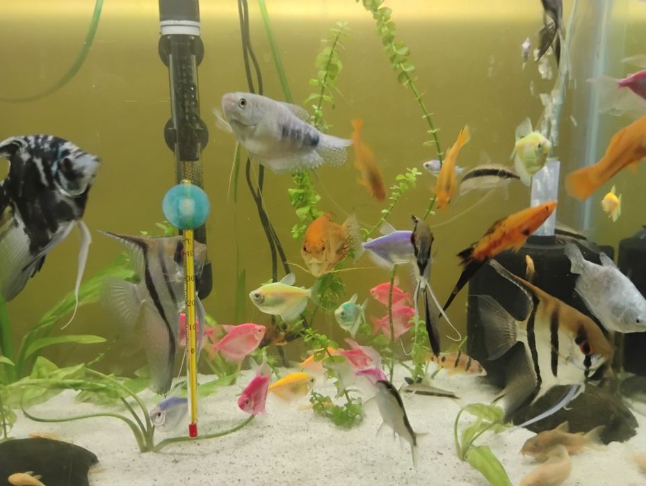 Pești de acvariu