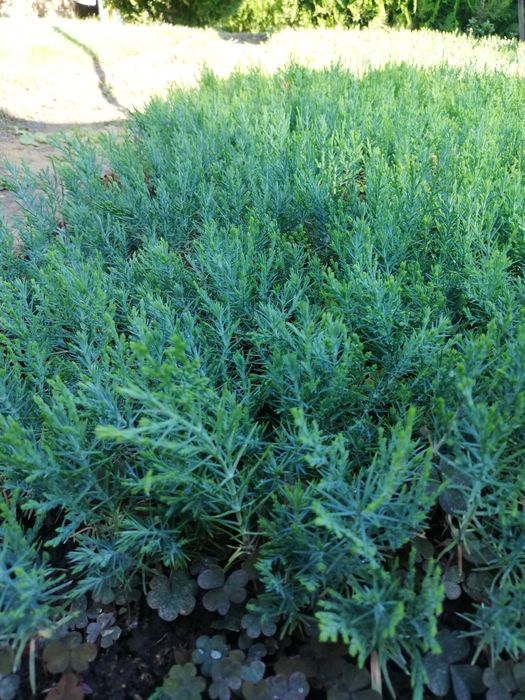 Туя разсад 0.80 лв