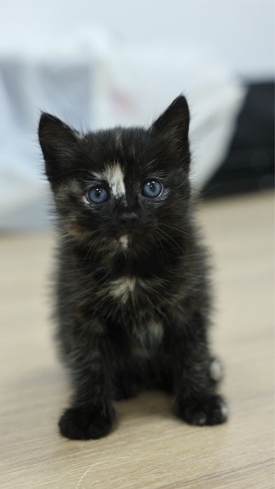 Котенок в добрые ручки