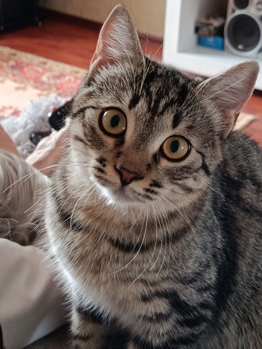 Бесплатно котёнок