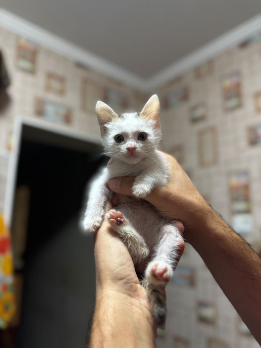 Отдам котят в хорошие руки