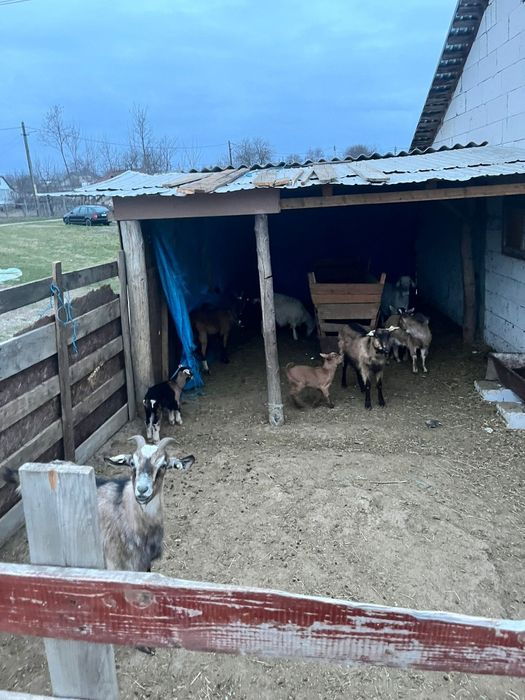 Vând 6 capre cu iezi