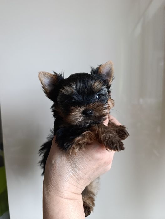 Мини йоркширски териер