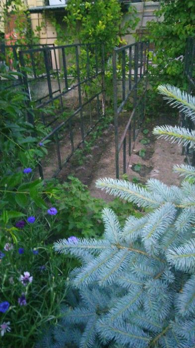 Саженцы деревьев