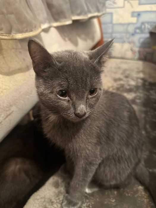 Отдам срочно Котенка британка