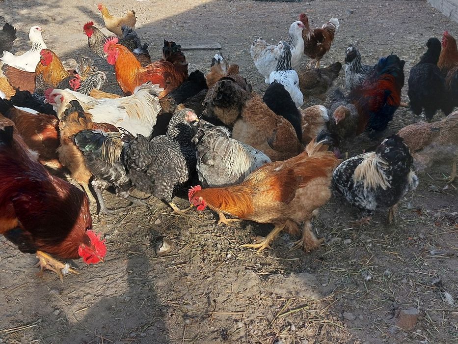 Несушки, цыплята продются