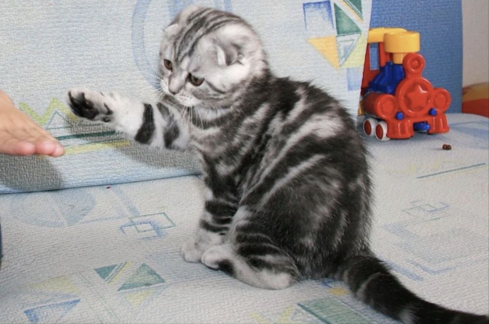 Веслоухий котенок