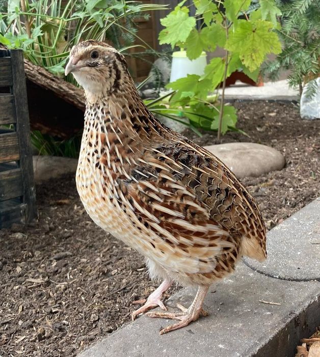 Перепела несушки