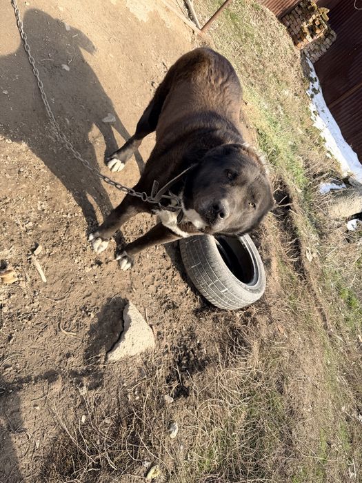 Казаки кара тобет