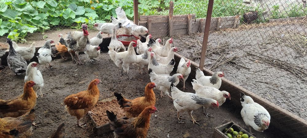 Продам инкубационные яйца