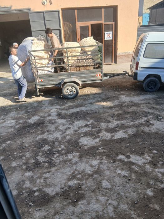 Paxta sotamiz xarxil sort
