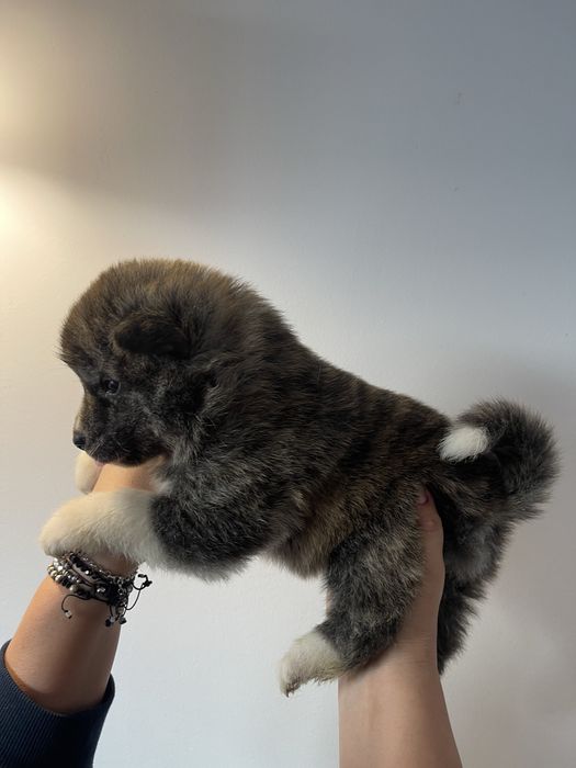 Pui Akita Inu Japonez